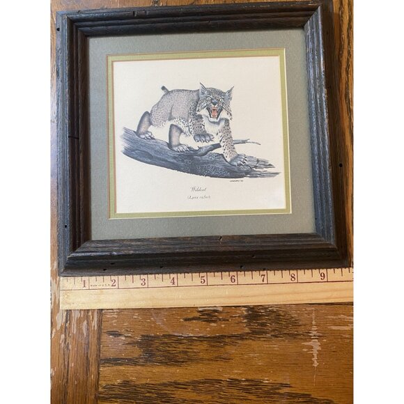 Vintage 1969 Kentucky Wildcat Lynx Rufus Print By Gene Gray Framed Art - Picture 4 of 6